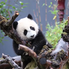 Panda Fan Xing